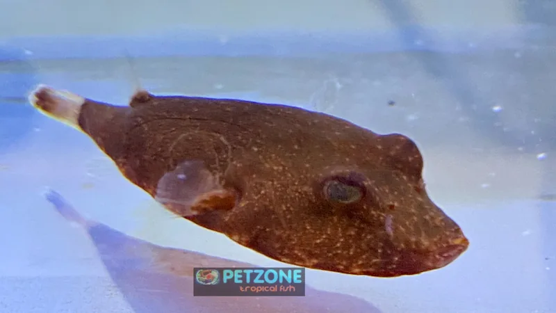 Top view of a brown Tetraodon miurus showing its high-set eyes and broad potato-shaped body