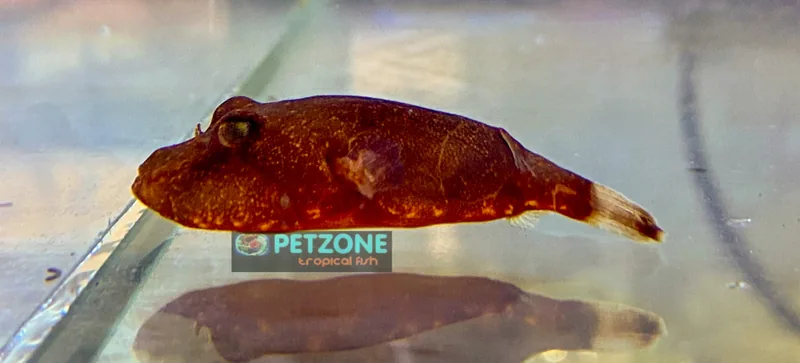 Amber Congo potato puffer in side profile with its small dorsal fin visible