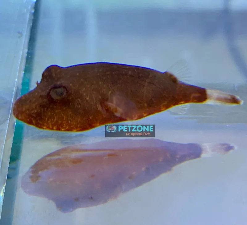 Brown potato puffer facing left in a freshwater aquarium