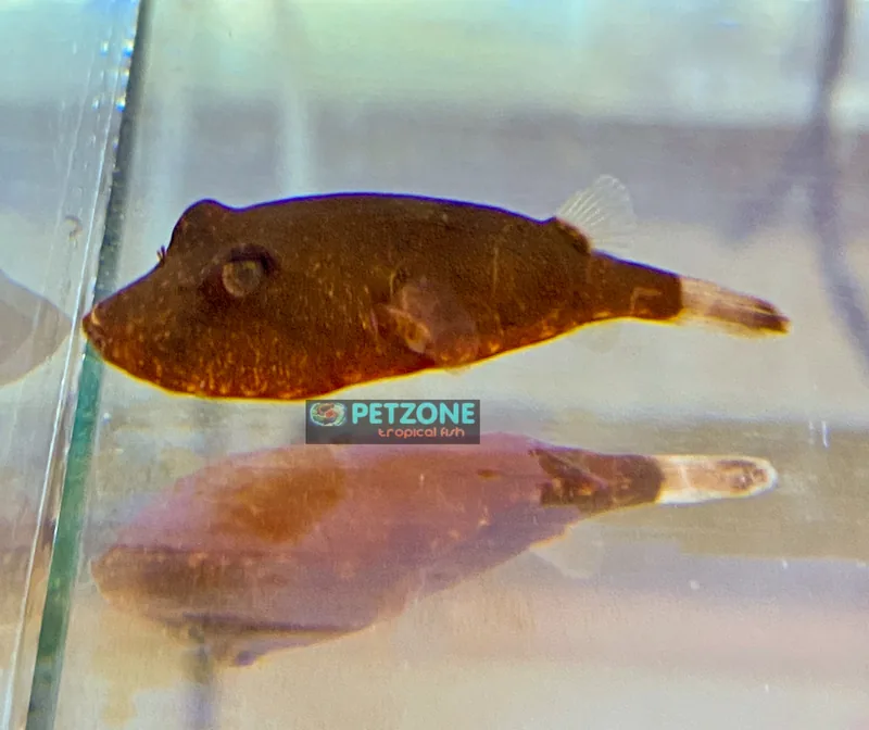 Side view of a Tetraodon miurus above the aquarium floor