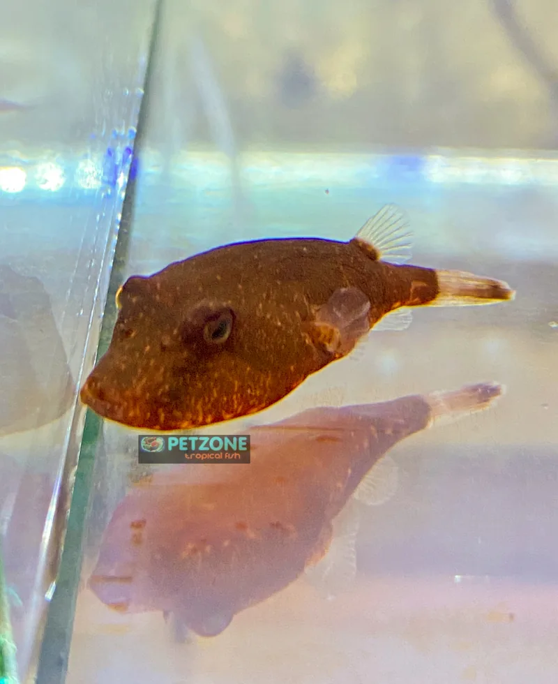 Brown potato puffer with an upturned snout facing the front of its aquarium