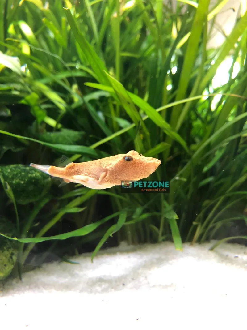 Peach potato puffer swimming above soft white sand beside aquarium plants