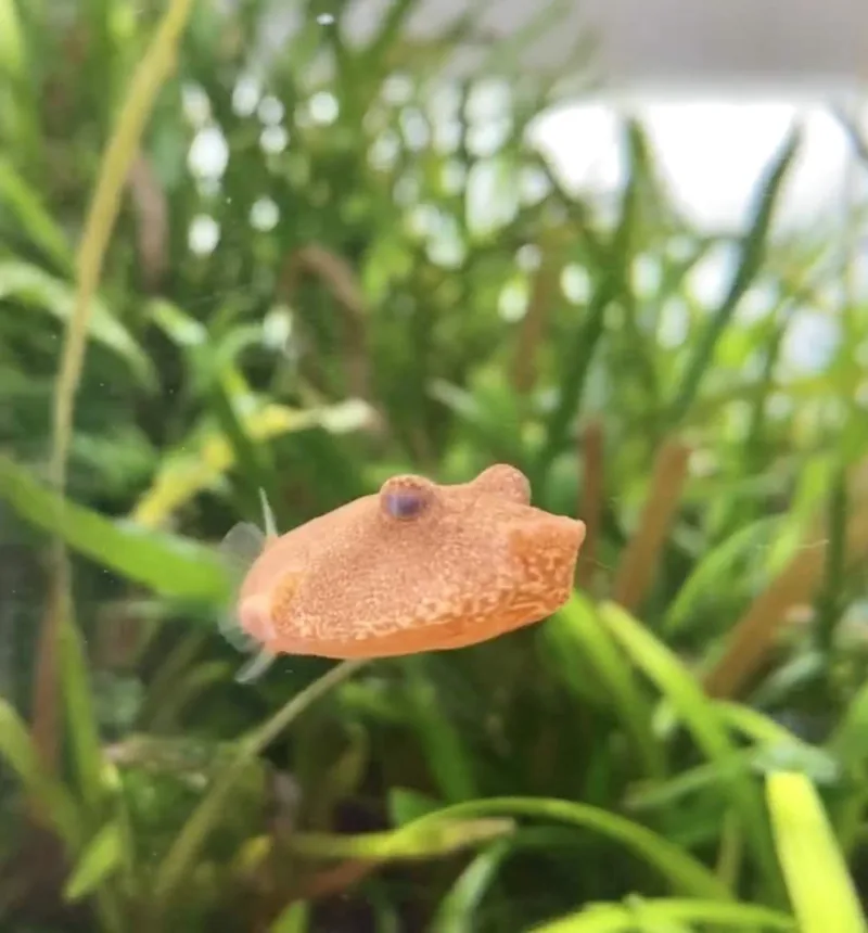 Orange Congo potato puffer with high-set eyes in a planted freshwater aquarium